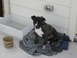 GT the Dog 003.jpg